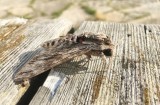Åkervindesvärmare (Agrius convolvuli)