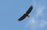 Bald Eagle (Haliaeetus leucocephalus)
