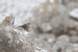 Alpine Accentor (Prunella collaris)