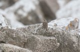 Alpine Accentor (Prunella collaris)