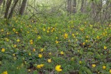 Vildtulpan (Tulipa sylvestris)