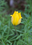 Vildtulpan (Tulipa sylvestris)