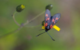 Mindre bastardsvrmare (Zygaena viciae)