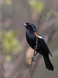 Red-winged Blackbird (Agelaius phoeniceus)