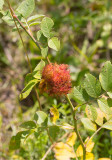 Sömntornsstekel (Diplolepis rosae)