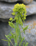 Smalbladig vargtörel (Euphorbia esula ssp. tommasiniana)