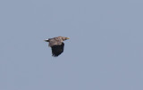 White-tailed Eagle (Haliaeetus albicilla)