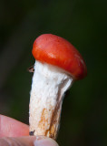 Rosenslemskivling (Gomphidius roseus)