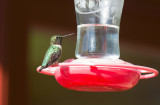 Ruby-throated Hummingbird (Archilochus colubris)	