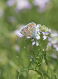 Puktrneblvinge (Polyommatus icarus)