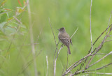 Alder Flycatcher (Empidonax alnorum)