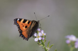 Nsselfjril (Aglais urticae)