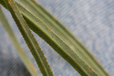 Skärblad (Falcaria vulgaris)