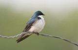 Tree Swallow (Tachycineta bicolor)	