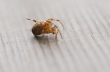 Korsspindel (Araneus diadematus)