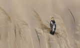 Bobolink (Dolichonyx oryzivorus)