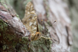 Tistelfjril (Vanessa cardui)	