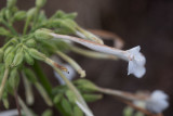Narcisstobak (Nicotiana sylvestris)