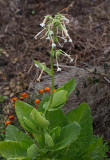Narcisstobak (Nicotiana sylvestris)