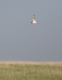 Franklins Gull (Leucophaeus pipixcan)	