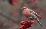 Pine Grosbeak (Pinicola enucleator)