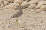 Spotted Thick-knee (Burhinus capensis)