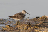 Curlew Sandpiper (Calidris ferruginea)