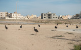 Mirbat, Oman