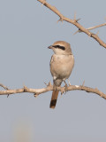 Red-tailed Shrike (Lanius phoenicuroides)