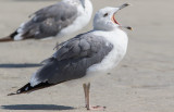 Steppe Gull (Larus fuscus barabensis)