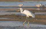 Western Reef-Heron (Egretta gularis)