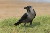 House Crow (Corvus splendens)