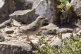 Long-billed Pipit (Anthus similis)