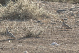 Birds in Oman
