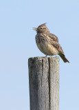 Theklas Lark (Galerida theklae)	