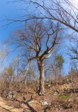 Ek (Quercus robur)	