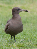 Heermanns Gull (Larus heermanni)	