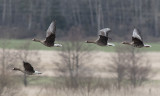 Greater White-fronted Goose