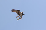 Western Osprey (Pandion haliaetus)