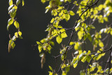 Glasbjrk (Betula pubescens)