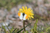 Aurorafjäril (Anthocharis cardamines)
