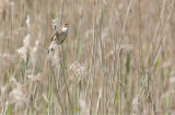 Great Reed Warbler (Acrocephalus arundinaceus)