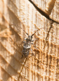 Större tallkvistbock (Pogonocherus fasciculatus)