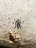 Gråbandad getingbock (Xylotrechus rusticus)