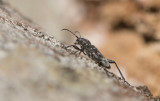 Gråbandad getingbock (Xylotrechus rusticus)