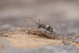 Större tallkvistbock (Pogonocherus fasciculatus)