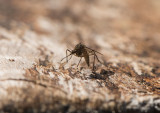 Skogstömygga (Aedes communis)