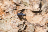 Blåhjon (Callidium violaceum)