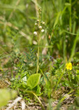 Vitpyrola (Pyrola rotundifolia)
