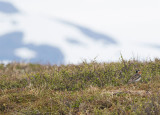 Lapland Longspur (Calcarius lapponicus)